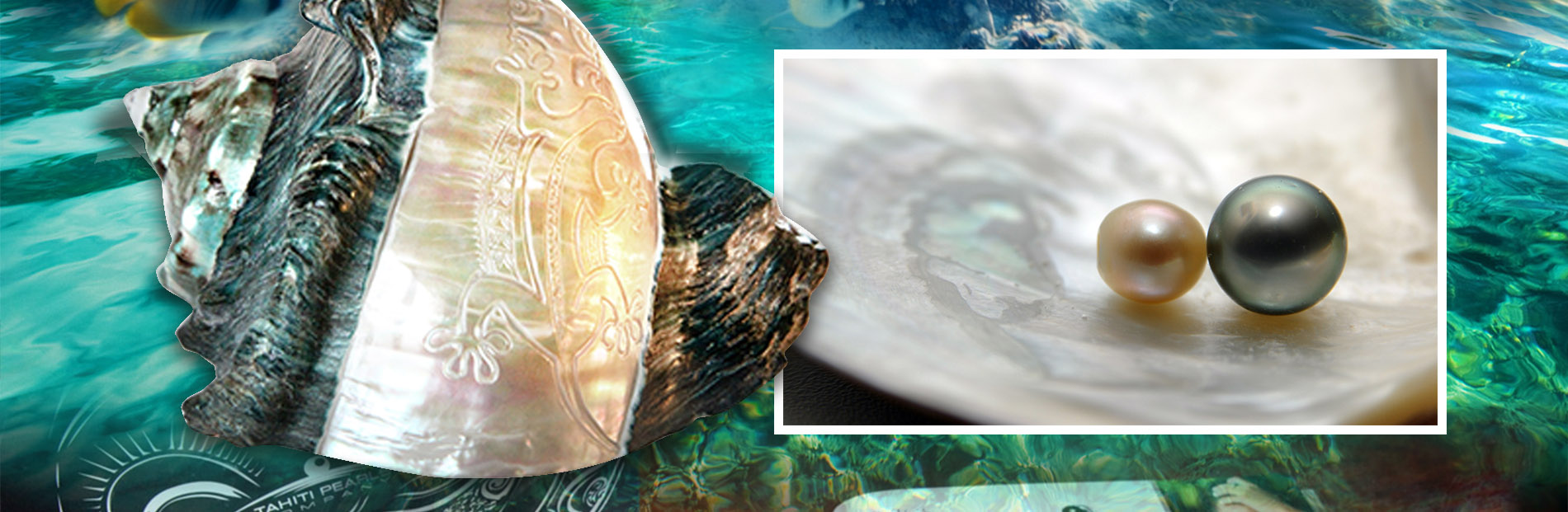 Tahiti Pearl Company visuel 2